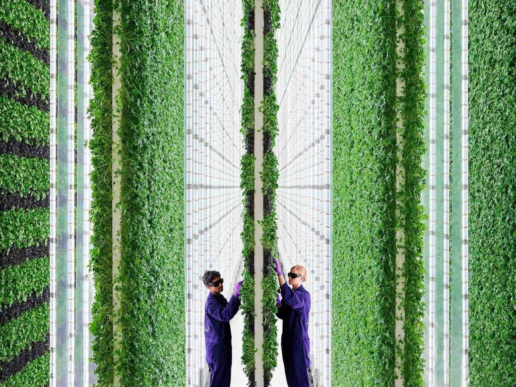 vertical farm