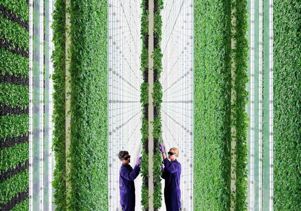 01171252.foto-copertina-vertical-farm-5-aprile-2021