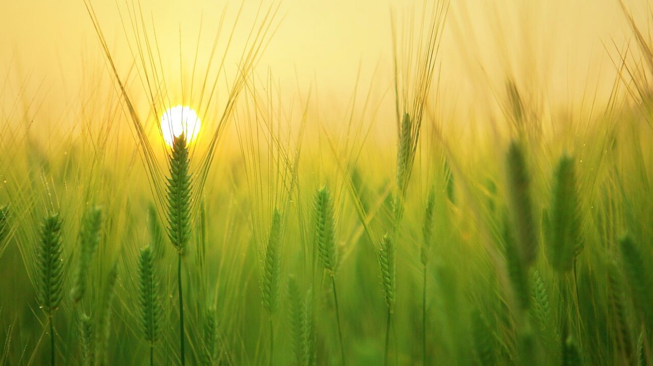 barley-field-ge542b7d38_1920