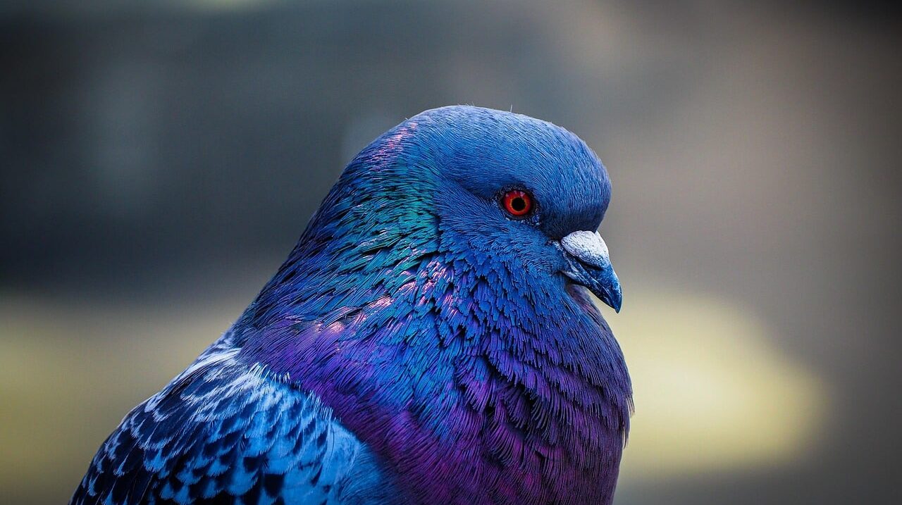 bird-7824442_1280