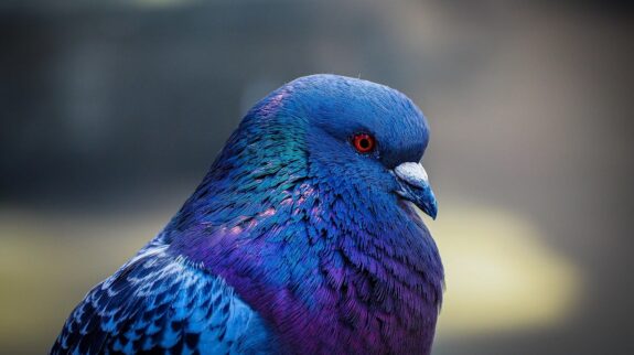 bird-7824442_1280