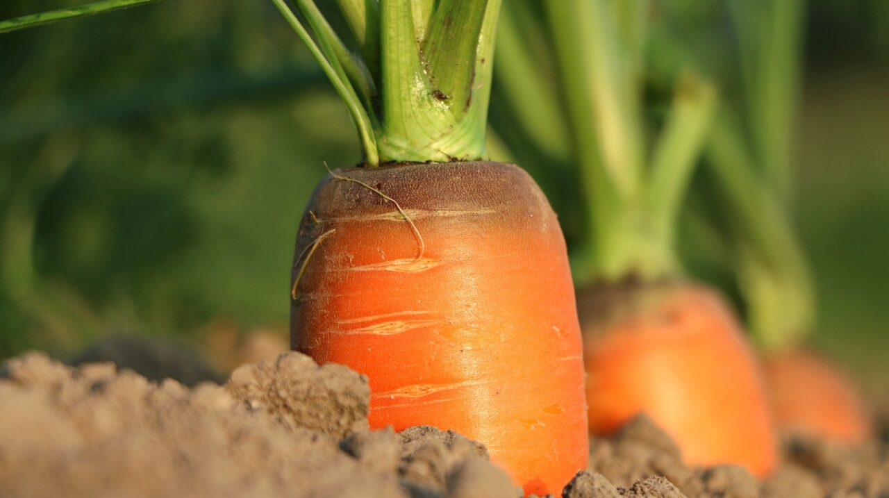 carrot-g72c8373ef_1920