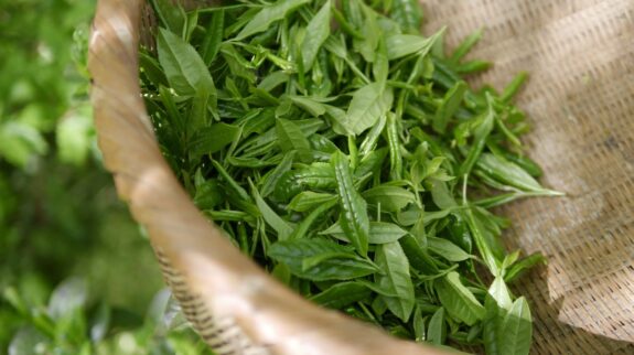 green-tea-5301025_1280